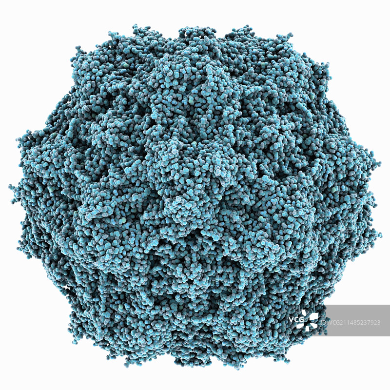 鼠细小病毒衣壳图片素材