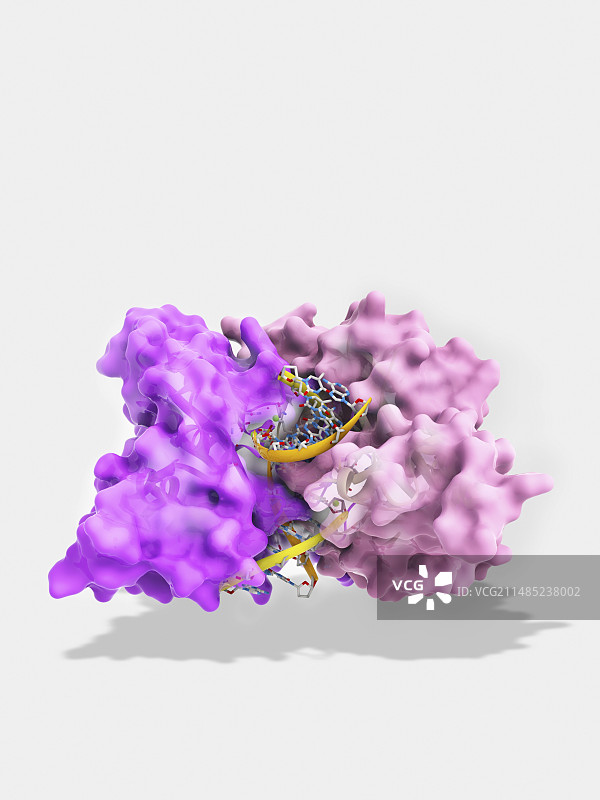 EcoRV限制酶分子图片素材