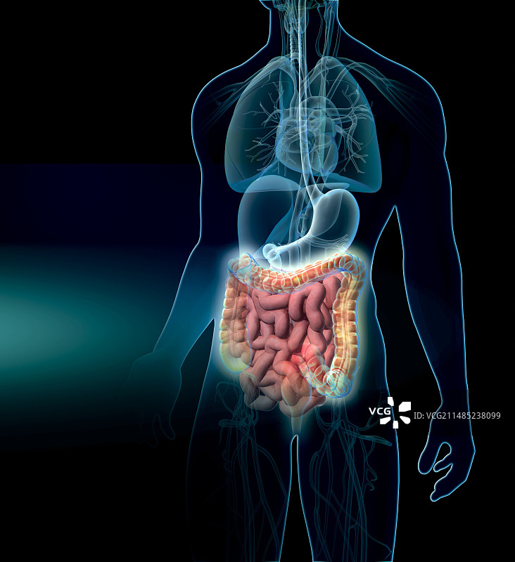 人体肠道艺术作品图片素材
