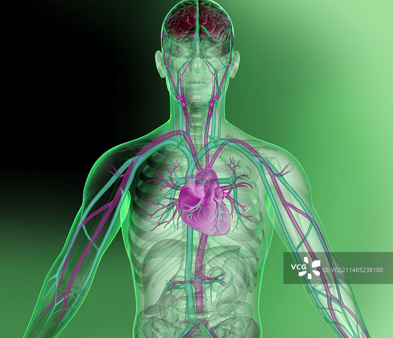 心脏和大脑血管系统艺术作品图片素材