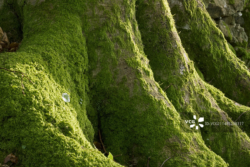 覆满青苔的树根图片素材