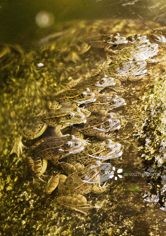低地豹蛙捕猎图片素材