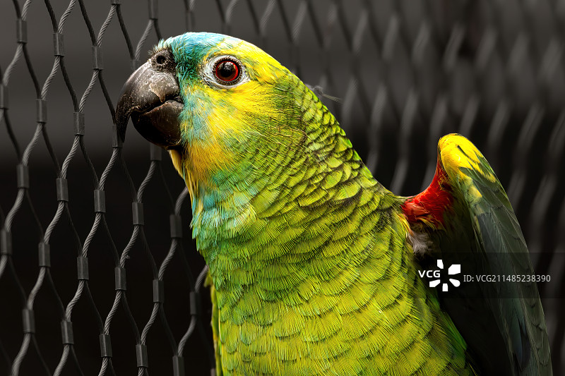 橙翅亚马逊鹦鹉图片素材