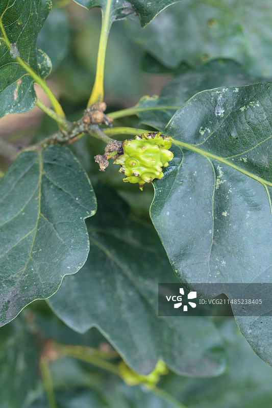 栎瘿蜂图片素材