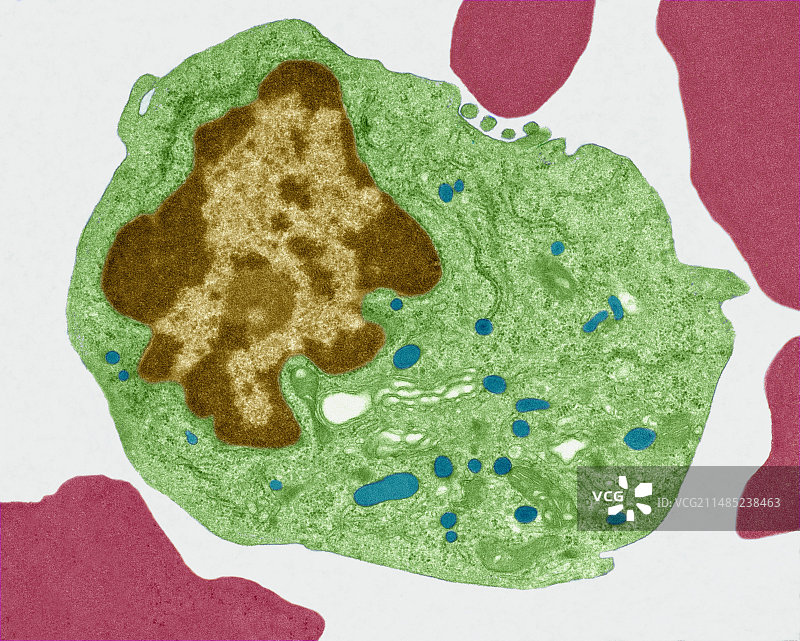 单核细胞白细胞，透射电镜图片素材
