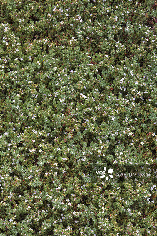 光荚海石竹图片素材