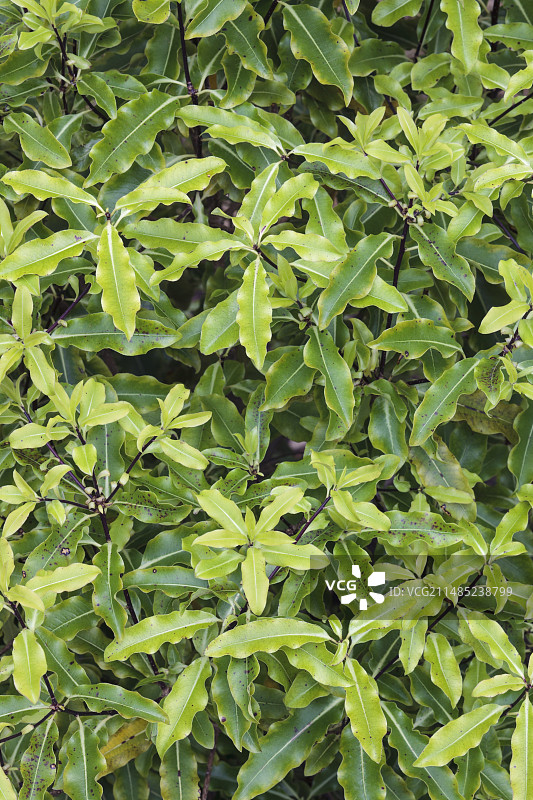 尤加利海桐图片素材