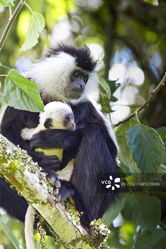 坦桑尼亚黑白疣猴图片素材