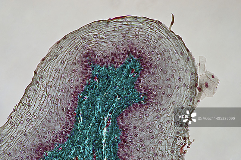 食道壁显微照片图片素材
