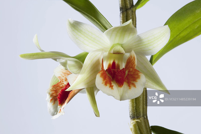 兰花（Dendrobium williamsonii）图片素材