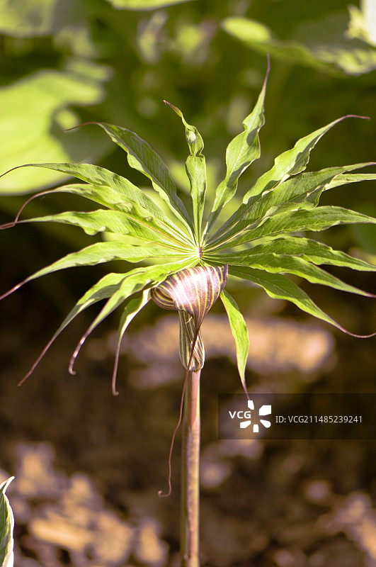 具缘天南星图片素材