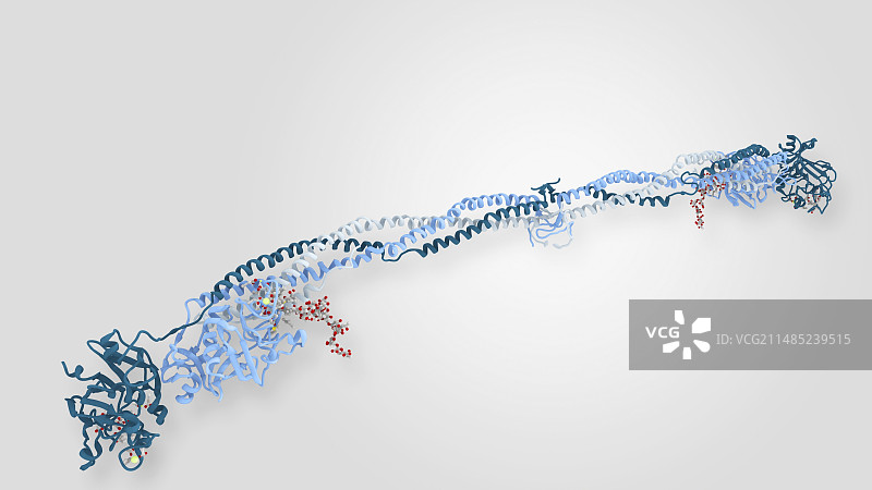 纤维蛋白原分子图片素材
