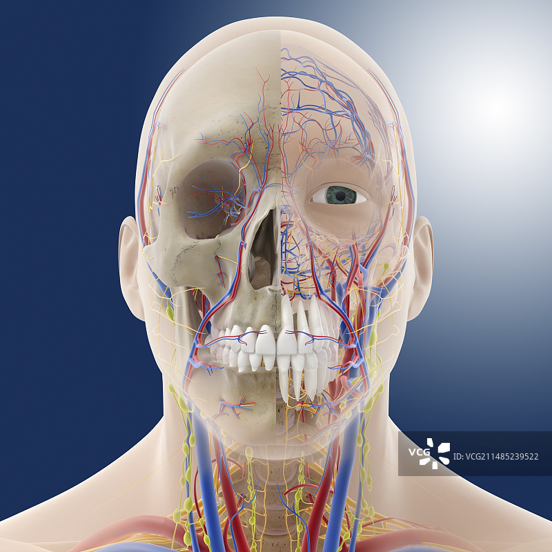 头部和颈部解剖结构图图片素材