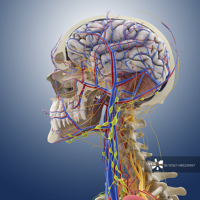 头部和颈部解剖结构图图片素材