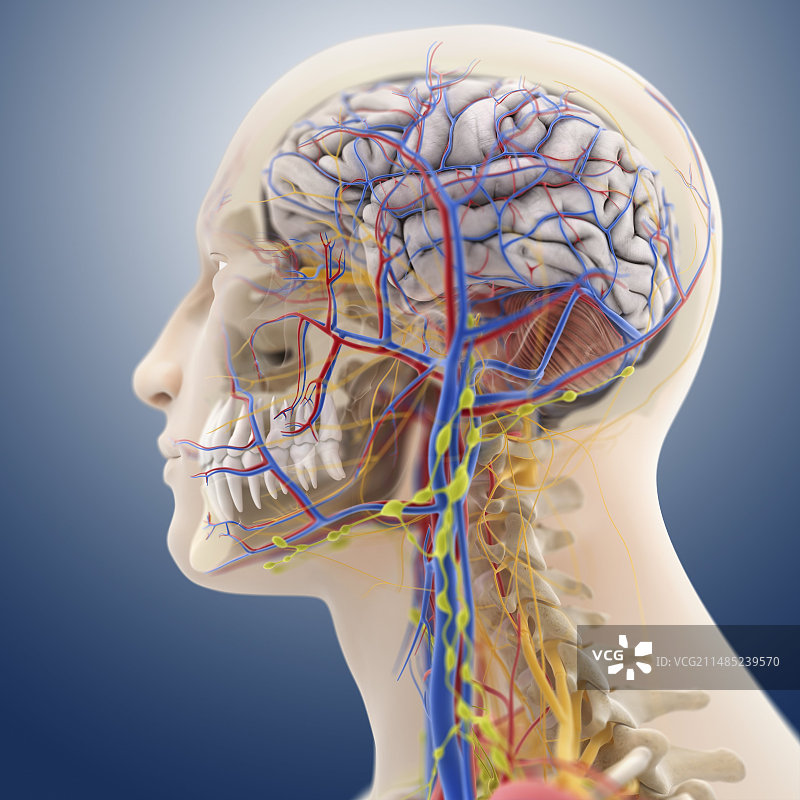 头部和颈部解剖结构图图片素材