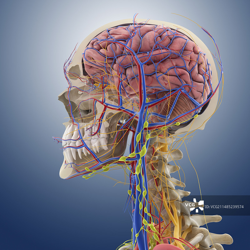 头部和颈部解剖结构图图片素材