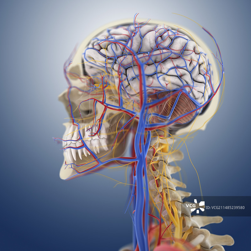 头部和颈部解剖结构图图片素材