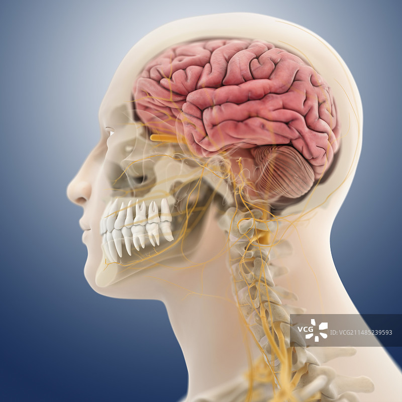 头部和颈部解剖结构图图片素材