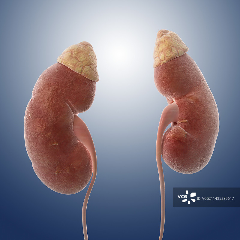 健康的肾脏图片素材