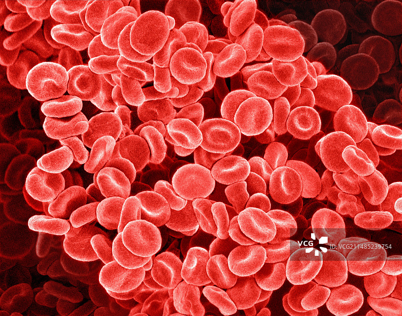 红细胞扫描电子显微镜图像图片素材