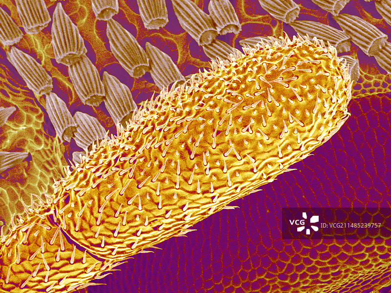 地毯甲虫触须扫描电镜图图片素材