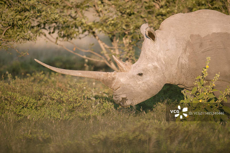 雌性白犀牛吃草图片素材