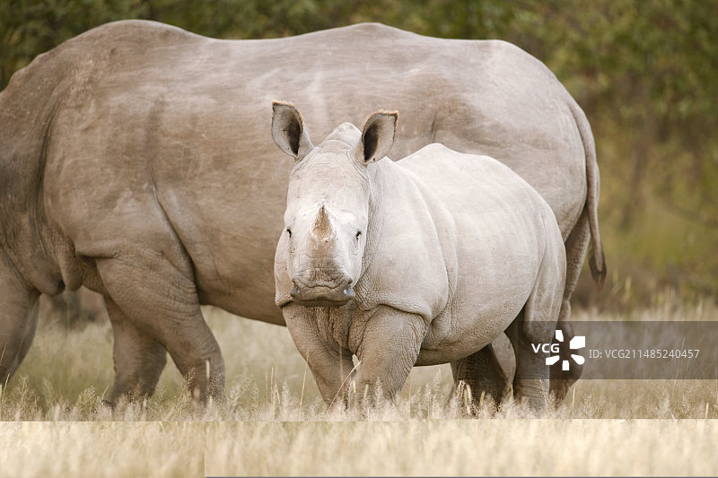 白犀牛和幼崽图片素材