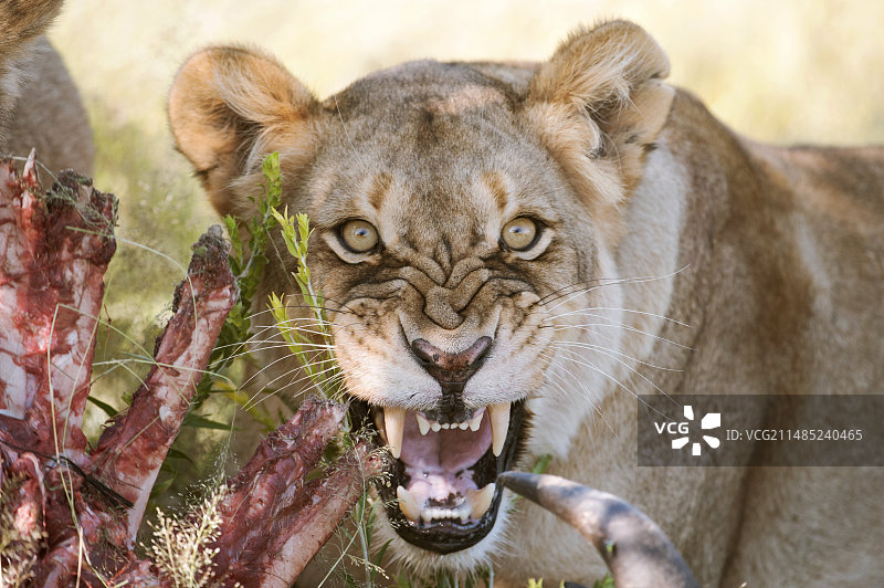 非洲狮捕获猎物图片素材