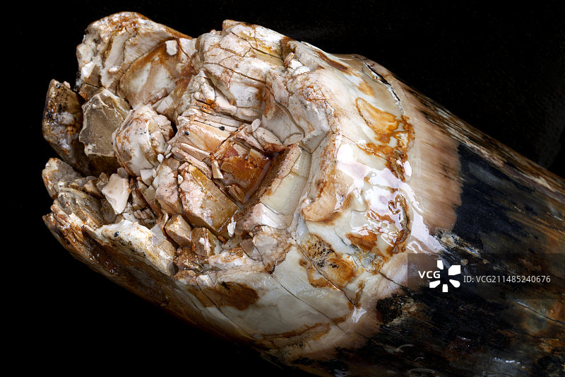 猛犸象牙化石图片素材