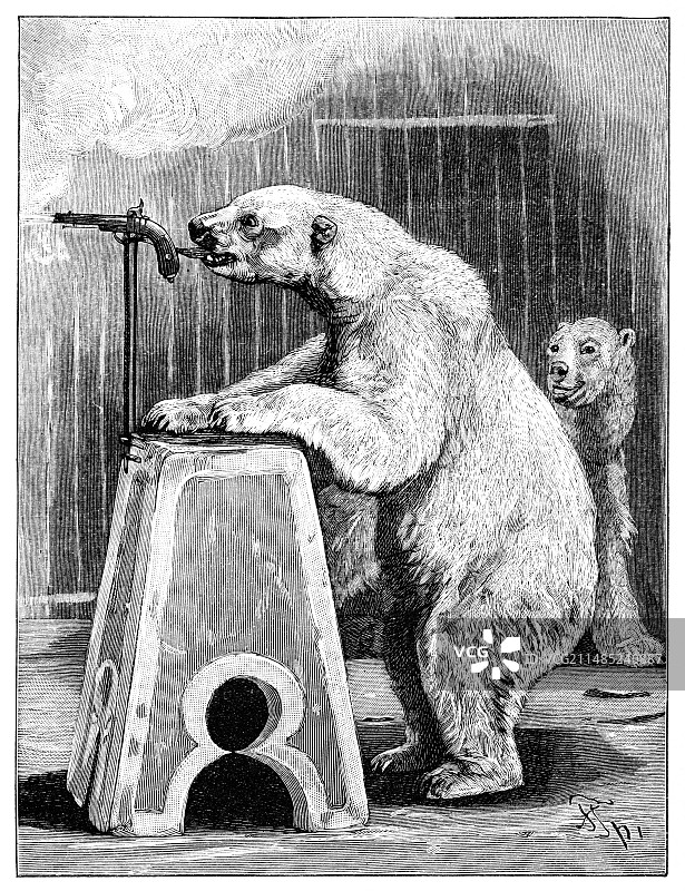 表演熊，1893年图片素材