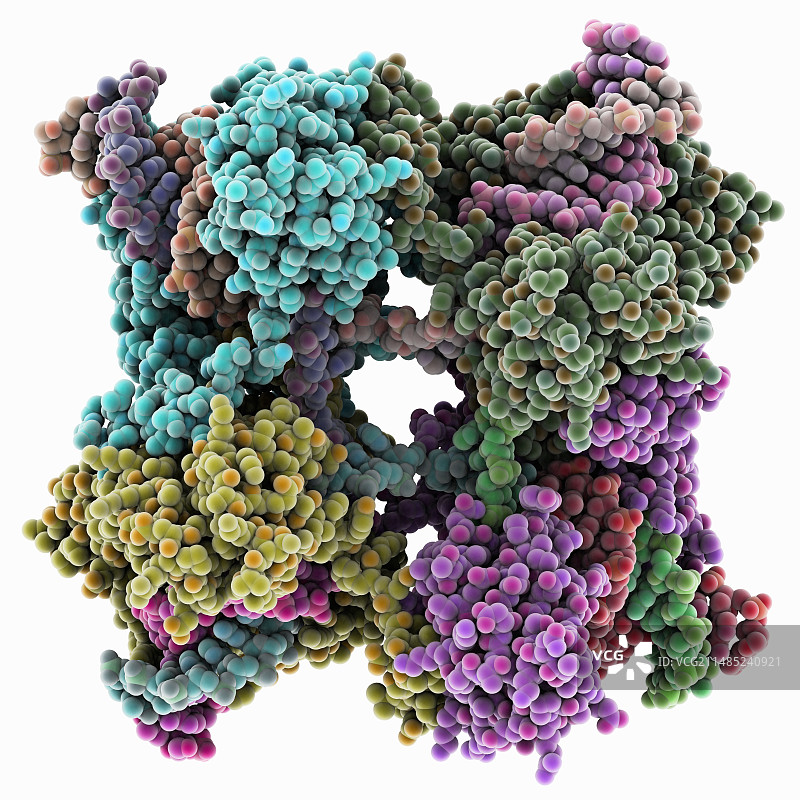 DNA 霍利迪结复合体图片素材