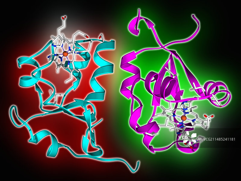 细胞色素b5分子图片素材
