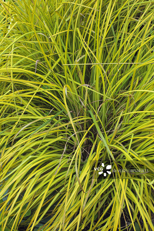 金色苔草图片素材