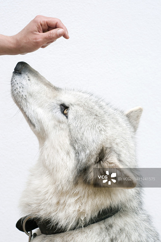 狼研究图片素材