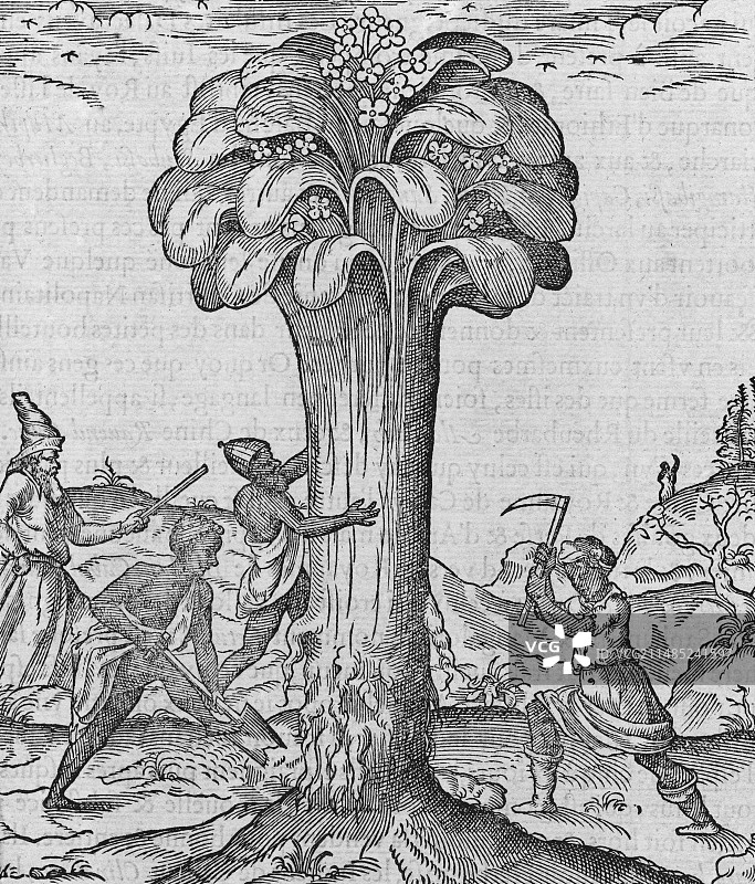 16世纪的大黄种植图片素材