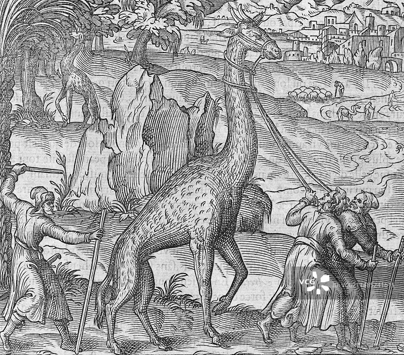 16世纪圈养的长颈鹿图片素材