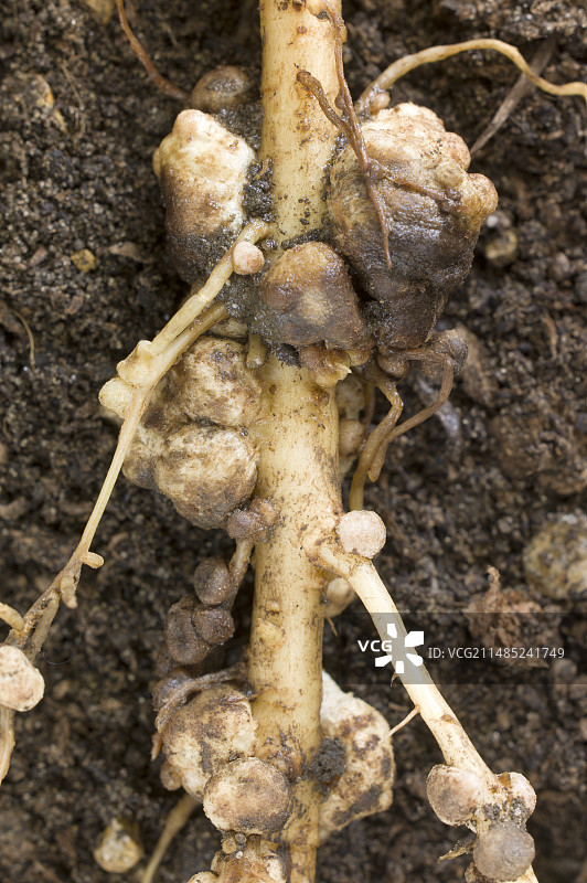 羽扇豆根上的根瘤菌结节图片素材