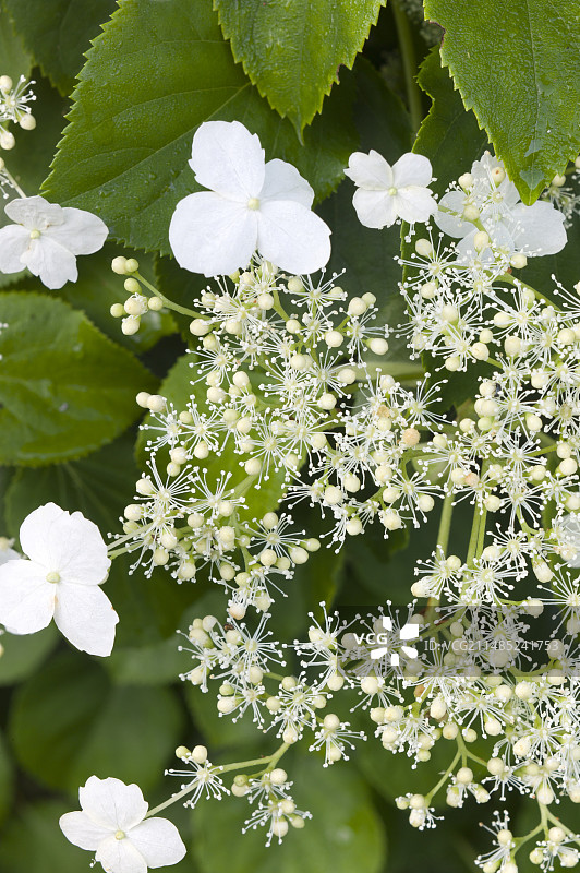 常春藤绣球花头图片素材