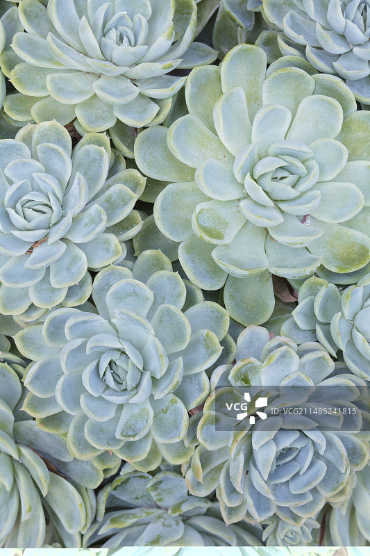 石莲花图片素材