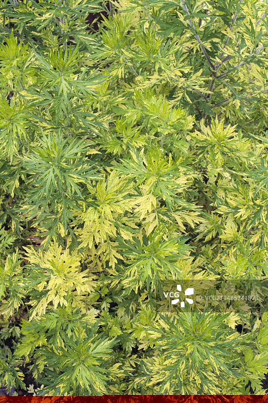 艾蒿东方石灰图片素材