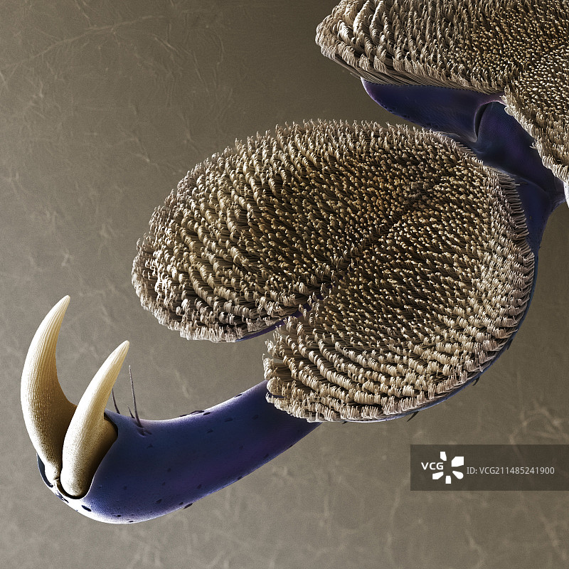 Sagra sp.甲虫足部扫描电镜图图片素材