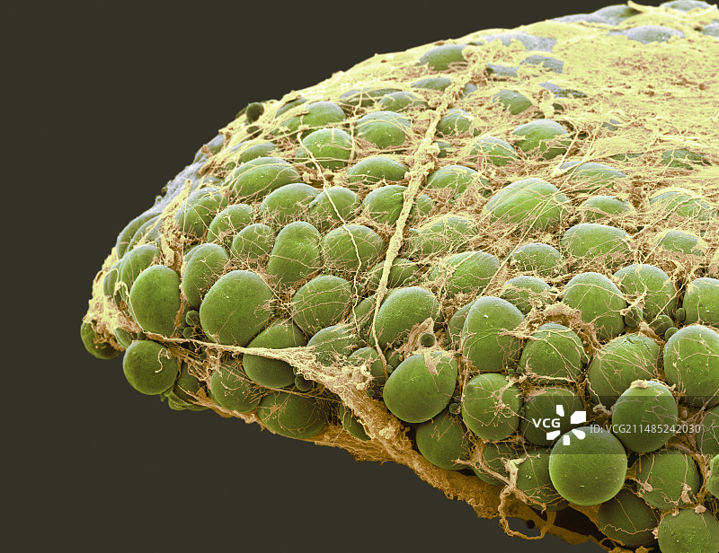 脂肪组织扫描电镜图片素材