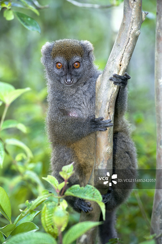 灰色竹狐猴图片素材