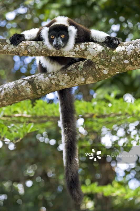 黑白皱领狐猴图片素材