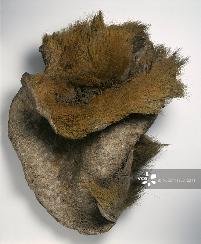 大地懒皮图片素材