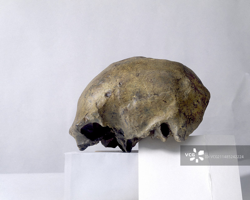 直立人头骨图片素材