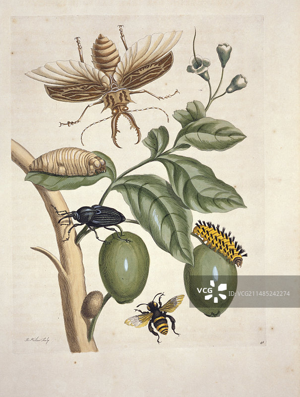 18世纪苏里南昆虫图鉴图片素材