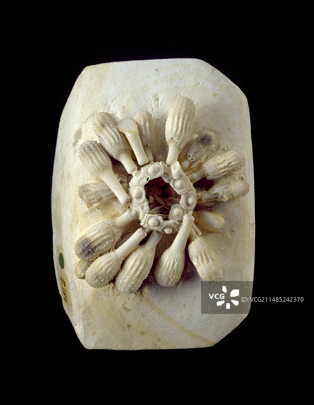 海胆化石图片素材