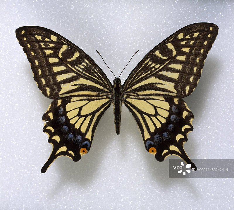 亚洲燕尾蝶图片素材