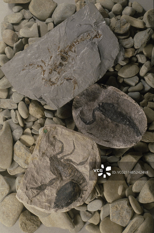 化石蝎子图片素材